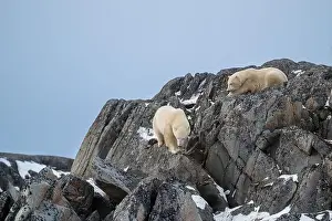 Two Animals Prints: Two polar bears climbing on the rocks along the Hudson Bay just outside of Churchill