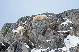 Two Animals Prints: Two polar bears climbing on the rocks along the Hudson Bay just outside of Churchill