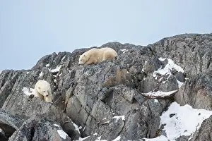 Two Animals Prints: Two polar bears climbing on the rocks along the Hudson Bay just outside of Churchill