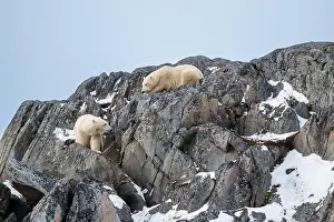 Two Animals Prints: Two polar bears climbing on the rocks along the Hudson Bay just outside of Churchill
