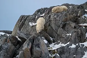 Two Animals Prints: Two polar bears climbing on the rocks along the Hudson Bay just outside of Churchill