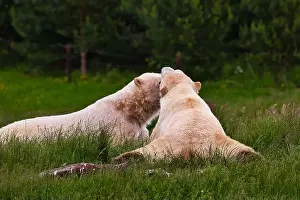 Hayfield Prints: Two polar bears lying on grass in a forested area, appearing to nuzzle each other