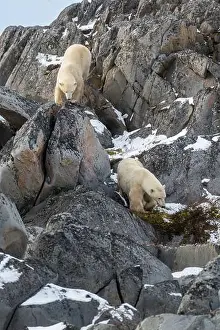 Hudson Bay Prints: Two polar bears making their way down the rocky shoreline of Hudson Bay near Churchill