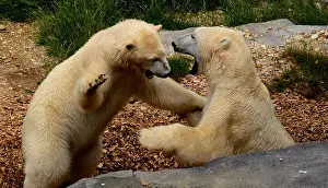 Bears Prints: Polar Bears Play Fight, Vienna Zoo