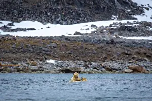 Spitzbergen Prints: Polar Bears are playing in water in the Magdalensfjorden on Svalbard