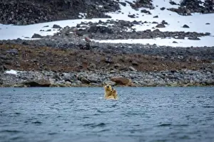 Spitzbergen Prints: Polar Bears are playing in water in the Magdalensfjorden on Svalbard