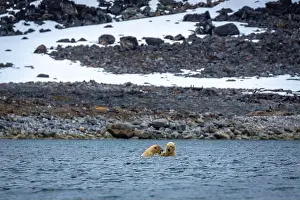 Spitzbergen Prints: Polar Bears are playing in water in the Magdalensfjorden on Svalbard