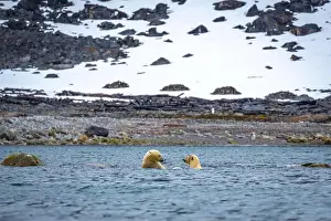Spitzbergen Prints: Polar Bears are playing in water in the Magdalensfjorden on Svalbard