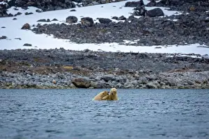 Spitsbergen Prints: Polar Bears are playing in water in the Magdalensfjorden on Svalbard
