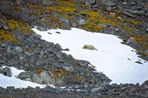 Spitsbergen Prints: Polar Bears sleeping in a snowfield in the Magdalensfjorden on Svalbard