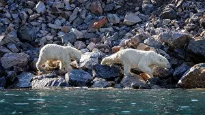 Emerge Prints: Two polar bears, Ursus Maritimus