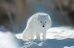 Arctic Fox Prints: A polar fox (Vulpes lagopus) with white fur stands on the snow in a bright winter environment