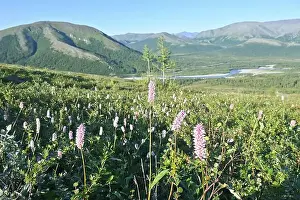 Urals Prints: Polar Ural Mountains, Sob River Valley. Summer mountain landscape of the north of Russia