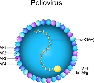 Paralysis Prints: Poliovirus structure. Close-up of a Virion anatomy