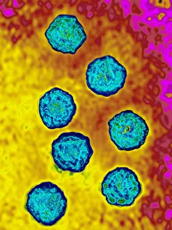 Virion Prints: POLIOVIRUS, TEM