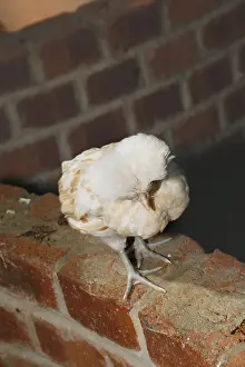 Captivity Prints: polish frizzle chicken in hut Tropical Butterfly House