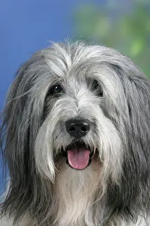 Sheepdog Prints: Polish Lowland Sheepdog Polski Owczarek Nizinny, PON