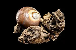 Driftwood Prints: A polished brown moon snail shell with subtle cream and white spirals