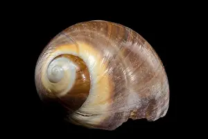 Driftwood Prints: A polished brown moon snail shell with subtle cream and white spirals