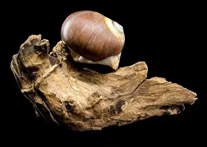 Driftwood Prints: A polished brown moon snail shell with subtle cream and white spirals