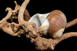 Driftwood Prints: A polished brown moon snail shell with subtle cream and white spirals