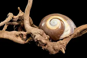 Driftwood Prints: A polished brown moon snail shell with subtle cream and white spirals