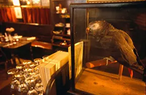Youth Culture Prints: Polly the stuffed parrot in the Chop House of Ye Olde Cheshire Cheese pub