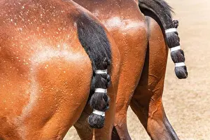 Groomed Prints: Polo horse pony animals close-up rear butt groom tails taped field sport
