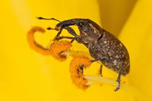 Pollen Prints: Polydrusus bug on the yellow flower stamens with pollen