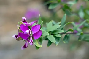 Liguria Prints: Polygala Myrtifolia or the myrtle-leaf milkwort flowering in Monterosso Liguria Italy