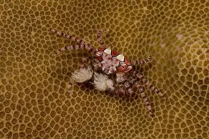 Pacific Islands Prints: Pom-pom crab (Lybia edmondsoni) on beige honeycomb coral, Lembeh Strait