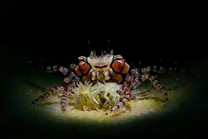 Pacific Islands Prints: Pom-pom crab (Lybia edmondsoni) on beige honeycomb coral, Lembeh Strait