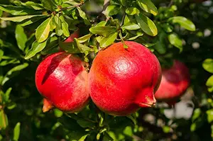 Cocktails Prints: pomegranate on the tree, good fruit, good food, good for health