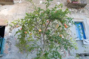 South Italy Prints: pomegranate tree melograno pianta ancient house acciaroli pollica south italy architecture tipically stone food