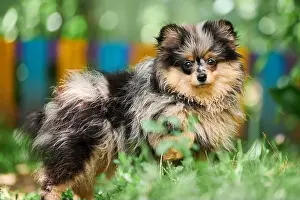 Buddy Prints: Pomeranian Spitz puppy in garden