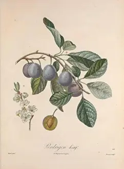 Identification Prints: Pomologie française, Paris, Langlois et Leclercq