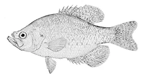 Populations Prints: Pomoxis annularis, commonly known as the white crappie