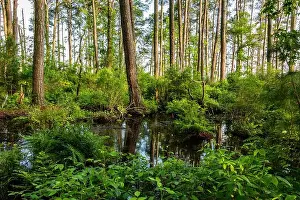 Summer Day Prints: Pond Along the Marsh Edge Trail, Blackwater National Wildlife Refuge MD USA