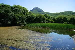 Loetscher Prints: Pond with reed near visitor center and Dimond Hill, Connemara National Park, Ireland