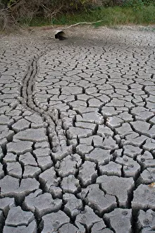Desperation Prints: pond turtle tracks heading for pipe before pond dries