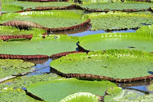 North Region Prints: Pond with water lily - Victoria amazonica