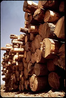 Industries Prints: Ponderosa pine logs are stacked at a pine industry mill