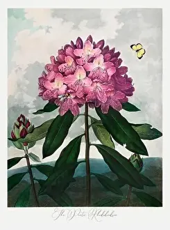 The Pontic Rhododendron. Antique Victorian Flower painting