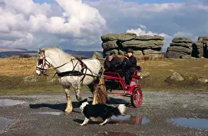 Pony and Trap at Combestone Tor with Johnny Arden instructing a pupil