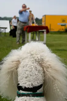Aberystwyth Prints: a poodle watching the dog competition at Aberystwyth Agricultural show, Wales UK