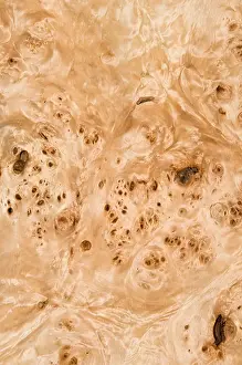 Timber Prints: Poplar, Poplar burl, burl wood textures, timber textures, burl wood, wood