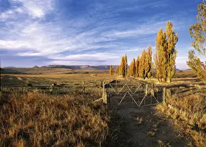 Poplar Prints: Poplar Trees on a farm in the Free State, South Africa