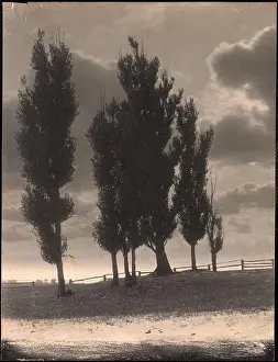 Free Prints: Poplars against the sunset , Poplars. Wayland Free Public Library Cage Collection