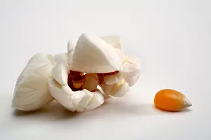 Difference Prints: Popped popcorn and unpopped kernel close up
