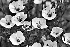 Poppies